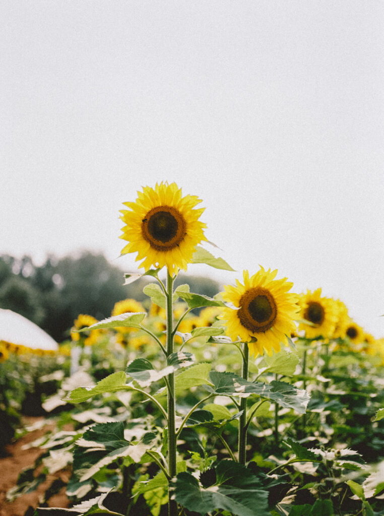 Sunflower guide: it’s magickal correspondences and uses