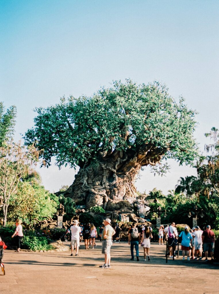 A complete plus-sized guide for Disney World attractions: Animal Kingdom